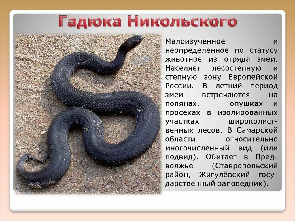 Описание никольского. Гадюка Никольского (Vipera nikolskii). Гадюка обыкновенная и гадюка Никольского. Гадюка в красной книге. Гадюка Никольского Самарская область.