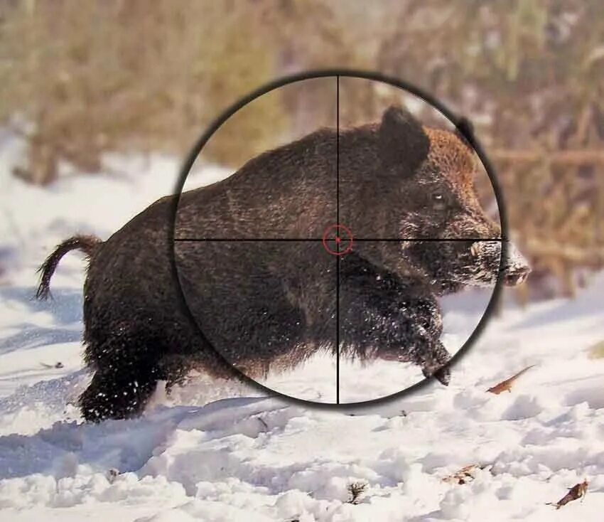 Охота кабана охота кабанов. Ловить кабанов. Капкан на кабана. Ловить кабанов. Нападение кабана на охотника.