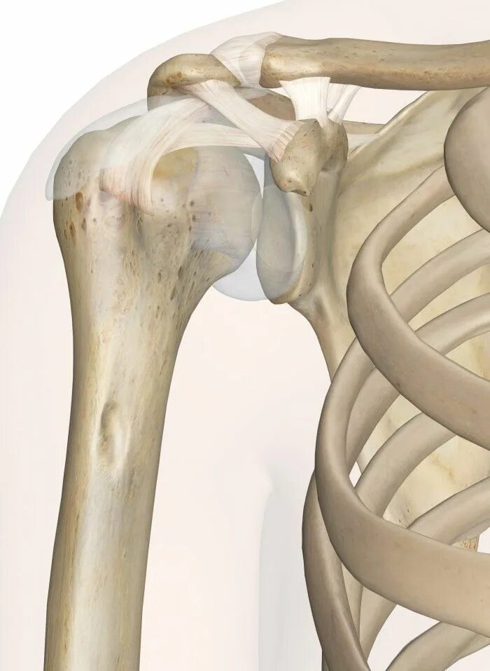 Анатомия плечевого сустава. Плечевой сустав, articulatio Humeri:. Плечевая кость сустав анатомия. Кости ключицы анатомия. Плечевой ключичный суства.