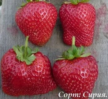 Характеристика сорта клубники сирия