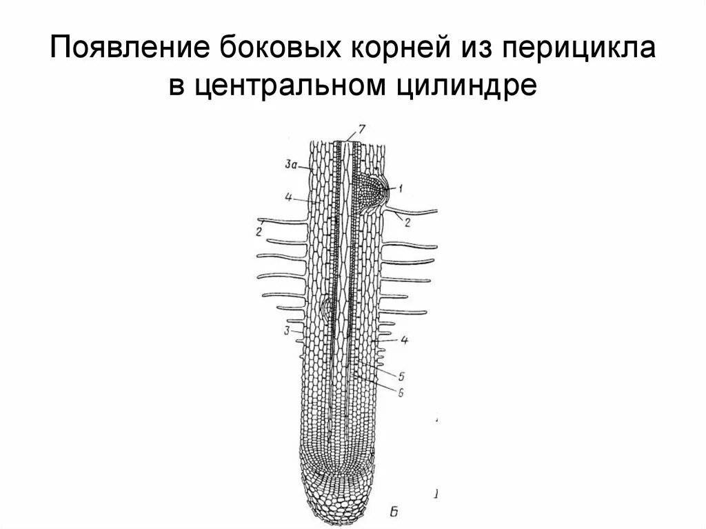 Центральный цилиндр корня. Ризодерма (эпиблема). Продольный срез корня биология 6. Строение корня на продольном срезе. Продольный срез корня растения.