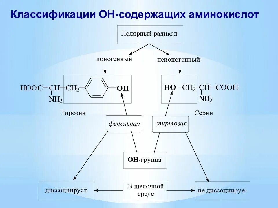 Классификация аминокислот. Строение радикалов аминокислот. Химическая классификация аминокислот. Классификация аминокислот схема.