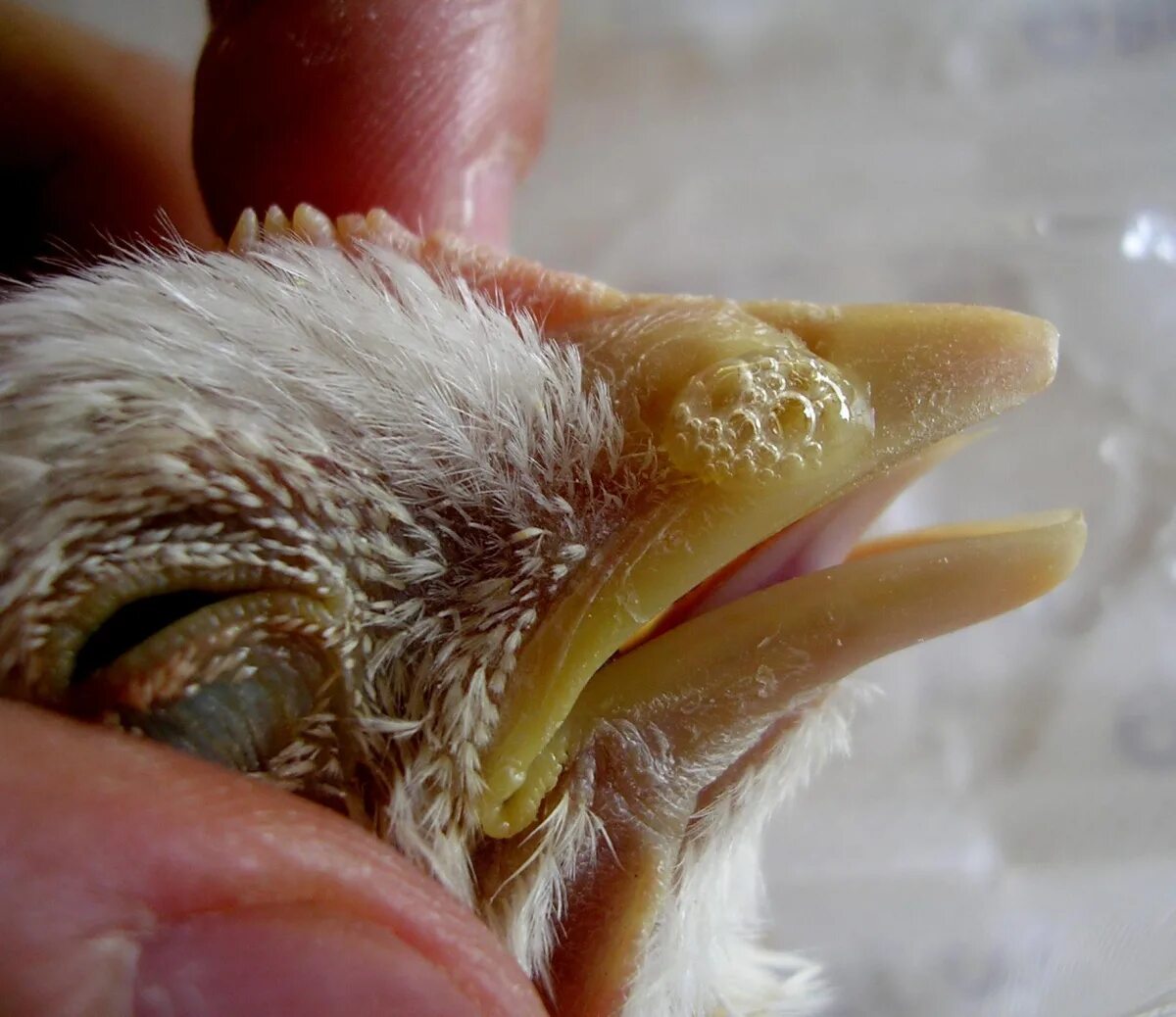 Курица открывает рот. Хламидиоз (орнитоз/пситтакоз птиц). Инфекционный ларинготрахеит болезни птиц.