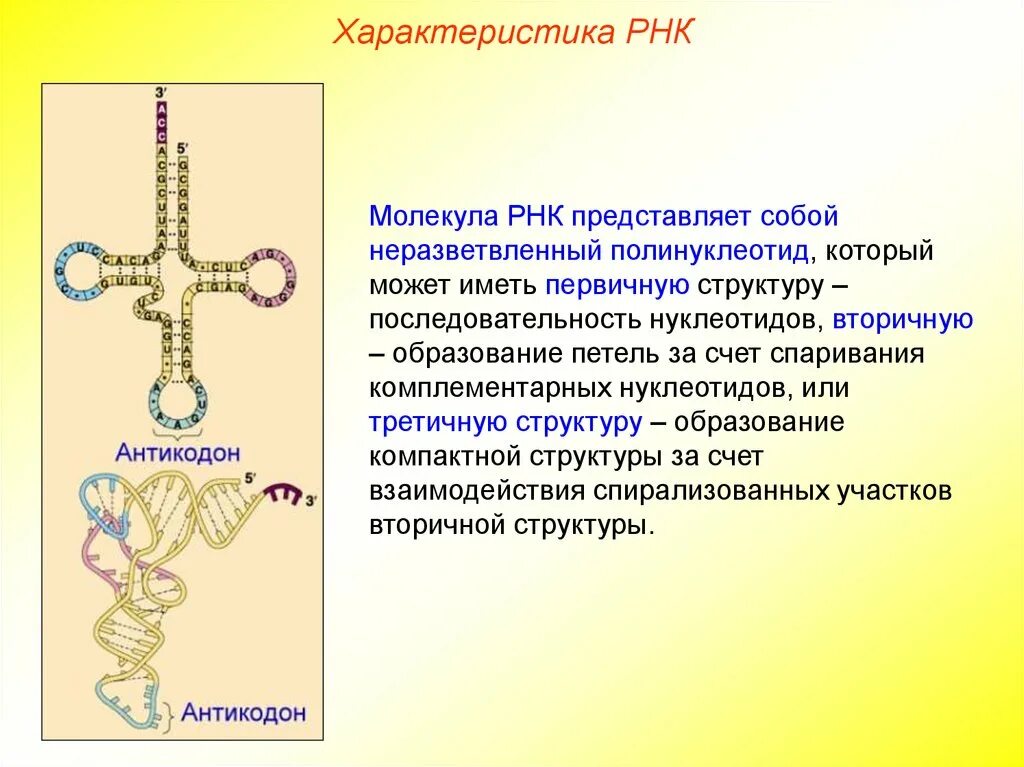 Особенности молекулы рнк