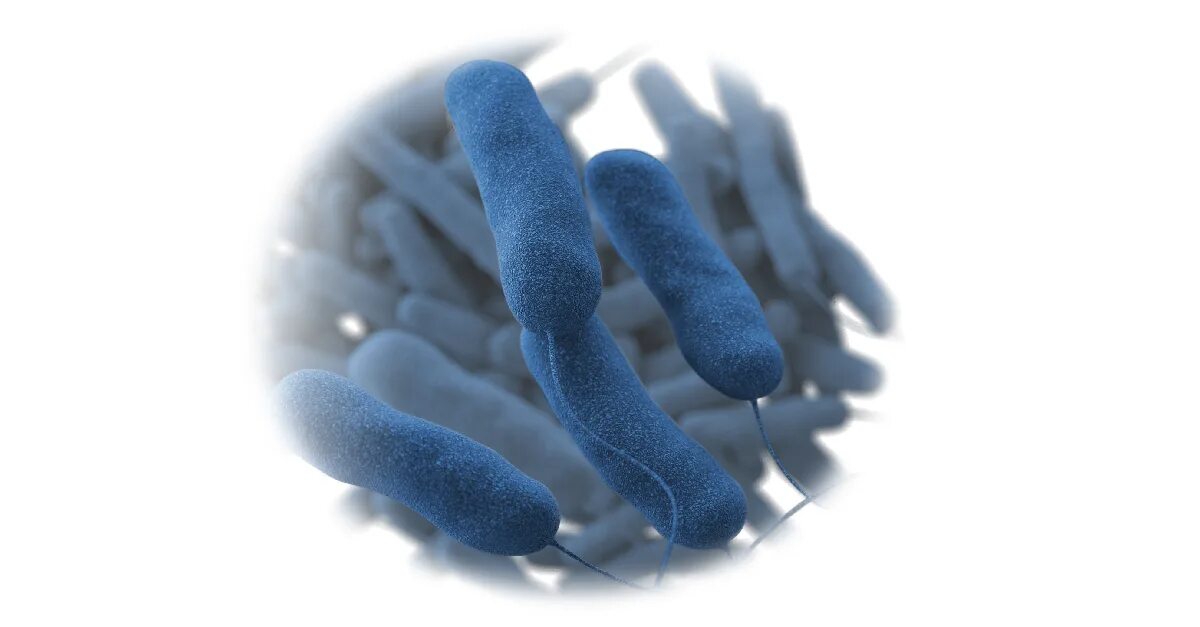 Легионелла пневмония микробиология. Legionella pneumophila микробиология. Legionella pneumophila микробиология. Легионелла. Бактерия легионелла.