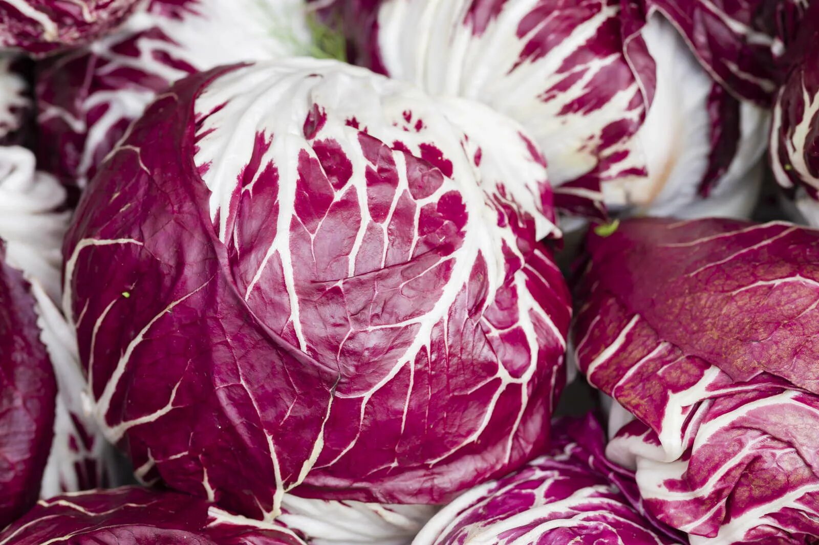 Радичио салат фото как выглядит. Radicchio Tipps vom Anbau bis zur Ernte Plantura.