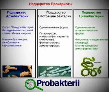 Какую систематическую группу образуют архебактерии