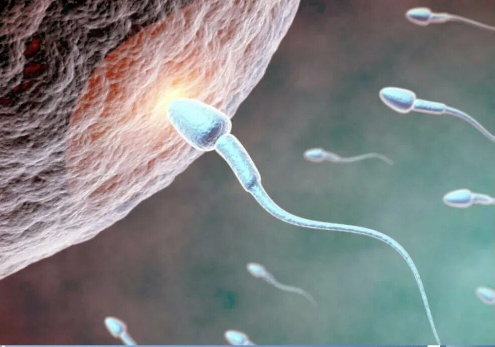 Женские спермии. Фотография сперматозоида. Головастик сперматозоид. Яйцеклетка. Яйцеклетка и сперматозоид человека.