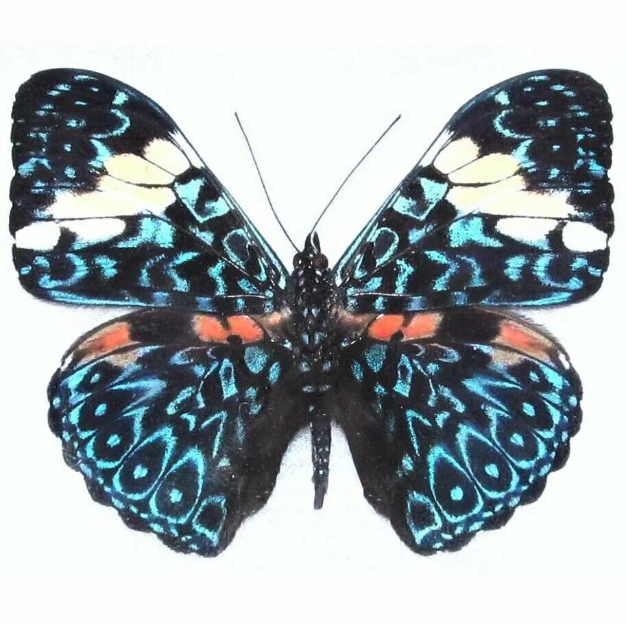 Купить бабочки с доставкой. Hamadryas amphinome. Hamadryas amphinome бабочка. Hamadryas amphinome бабочка Мексики. Нимфалида hamadryas amphinome.