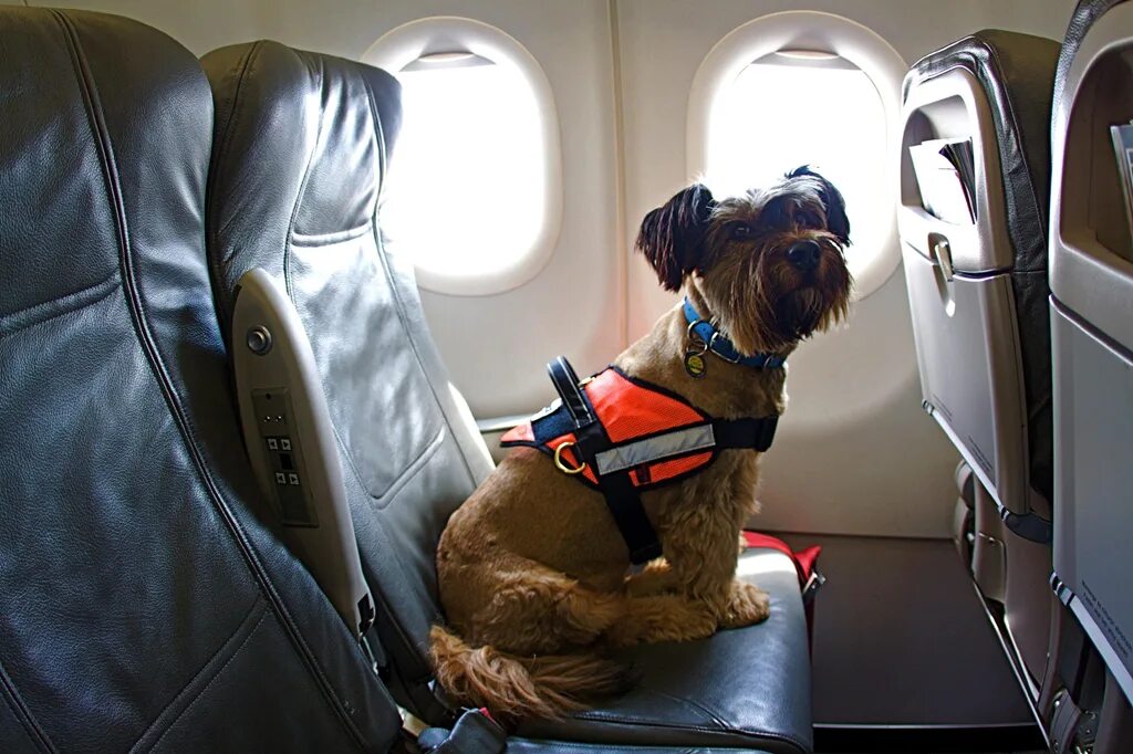 Отсек для животных в самолете s7. Собака в самолете. Собака в салоне самолета. Животные в салоне самолета. Pet travel