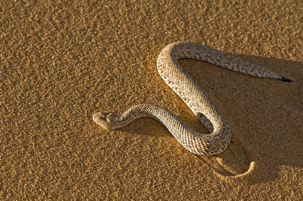 Puff Adder змея. Пустынная гадюка. Змеи пустыни Намиб. Обыкновенная Песчаная змея. Искушение песчаного змея