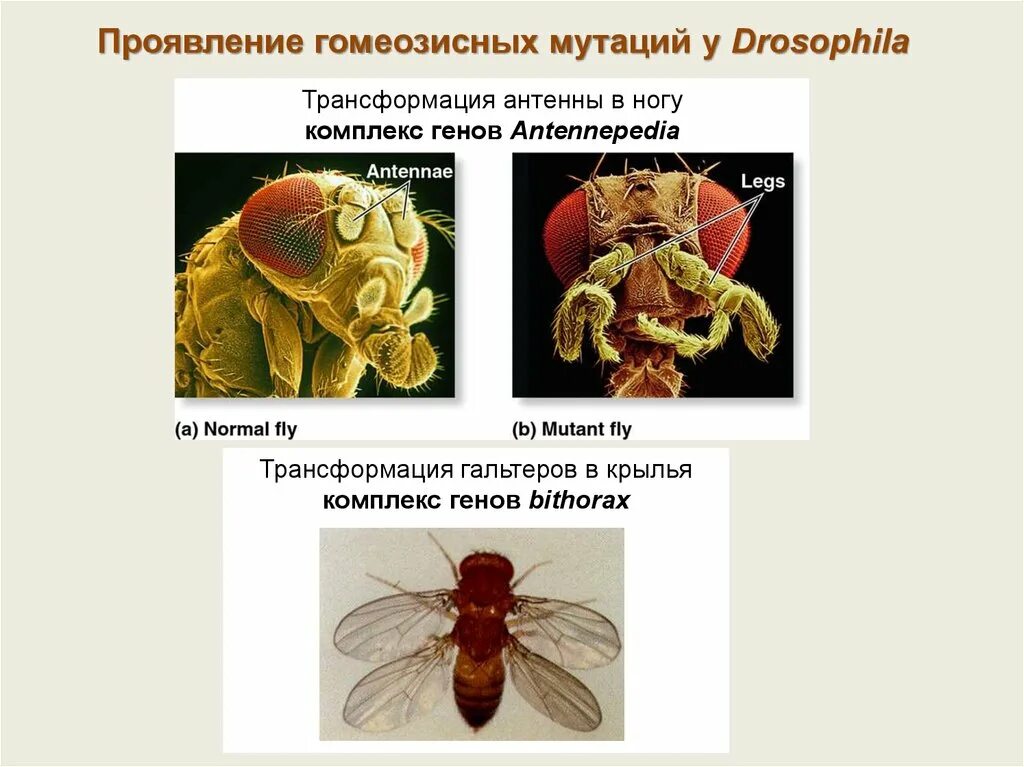 Лабораторная работа мутации дрозофилы 10 класс. Мутации дрозофилы. гомеозисные мутации дрозофилы. муха дрозофила мутации. строение дрозофилы.