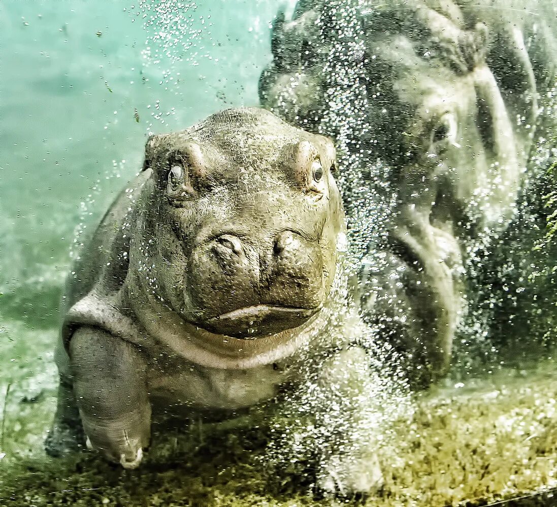 Прикольный бегемотик. Бегемот монстр тревора хендерсона. Гиппопотам в воде. Карликовый бегемот скинни. Гиппопотамчик хьюго.