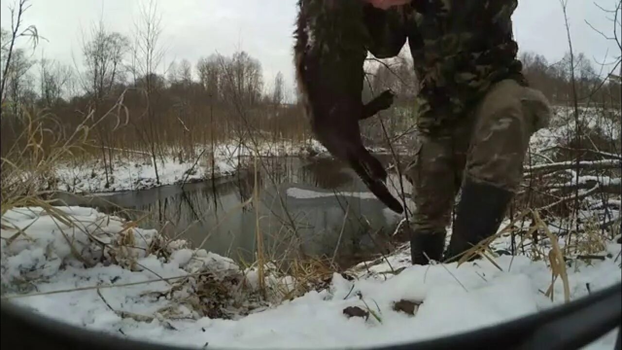 Мод на бобра. Зимняя охота на бобра с капканами. петли на бобра.