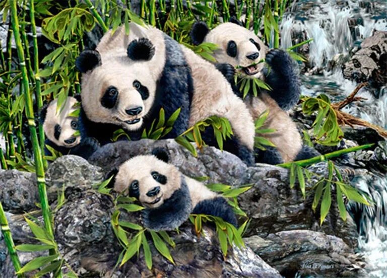 Панда. Panda test. Мордочка пандочки безо рта. Panda test. Панда глобал.