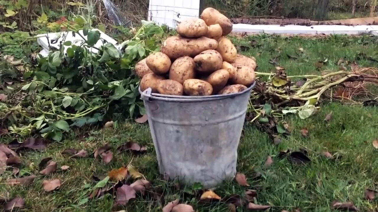 Грей картошку. Ведро картошки. Картофель в ведре. Картошка в огороде. Картошка много на огороде.