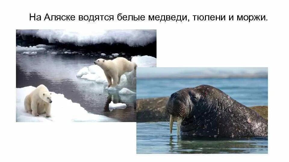 Белый медведь морж и тюлень природная зона. Белый медведь морж тюлень. Аляска тюлени. Белый медведь и тюлень Тип взаимоотношений. Животные которые водятся только в Аляске.