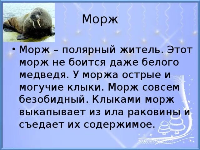 Морж рассказывать. Сообщение о Морже. Доклад про моржа. Истории о Морже 1 класс.