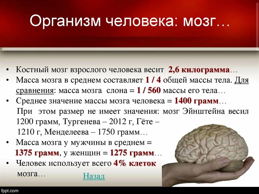 Вес мозга современного человека. Вес мозга взрослого человека.