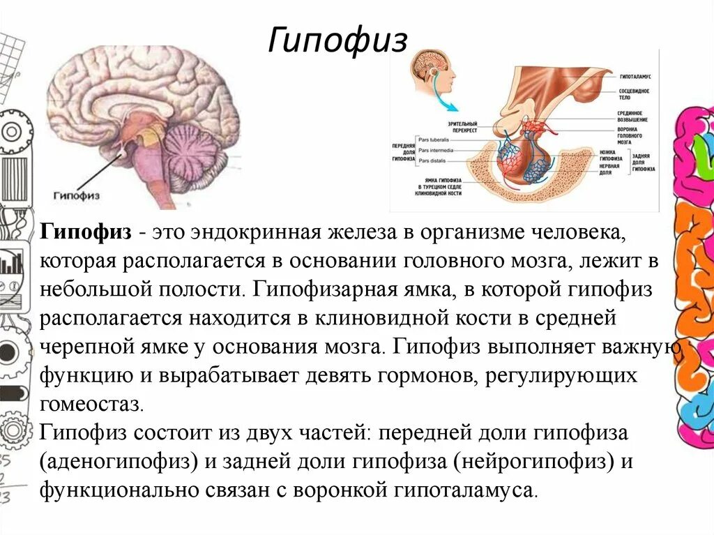 Гипофиз почек. Эндокринные железы анатомия гипофиз. Промежуточный мозг функции гипофиз. Гипофиз регулирует деятельность других эндокринных желез. Отделы головного мозга гипофиз.