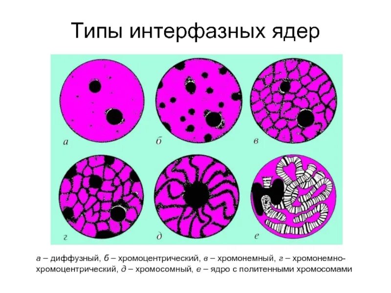 Типы клеточных ядер. Структурные компоненты интерфазного ядра. Строение ядра интерфазной клетки. Типы интерфазных ядер.