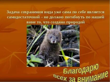 Сохраняй вид