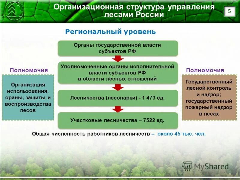 управление лесными участками. лесной фонд схема. лесоустройство презентация. структура государственного управления лесами в рф. система охраны леса в рф.