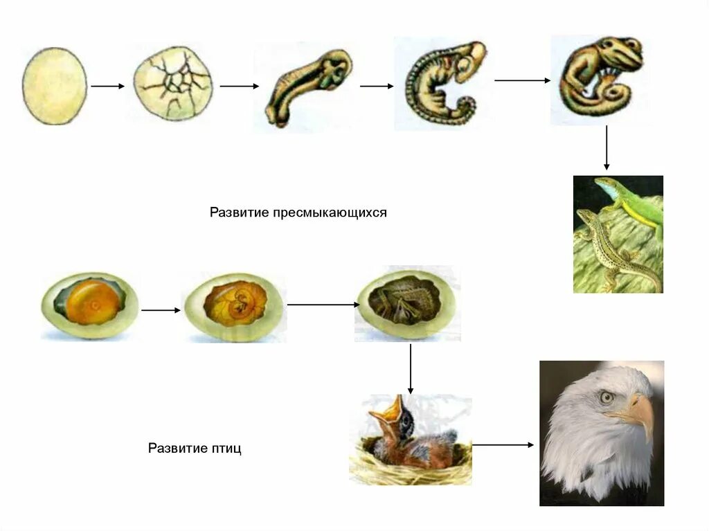 Развитие эмбрионов у пресмыкающихся. Цикл развития пресмыкающихся схема. Размножение пресмыкающихся схема. Пресмыкающиеся размножение и развитие. Яйцекладный Тип онтогенеза.
