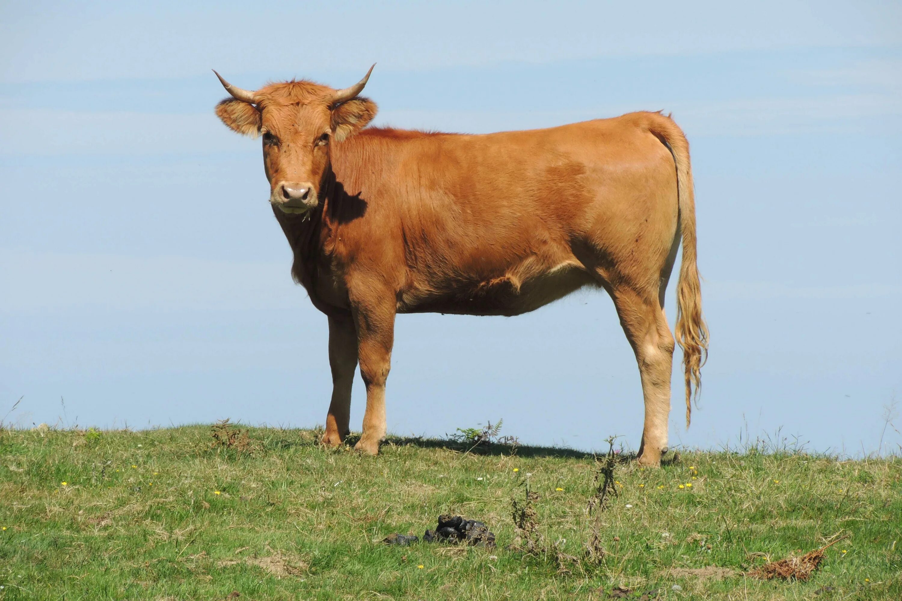 Стоящий бык. Коричневый бык. Памятники скульптуры в петербурге быки. Бык фото. Бык.