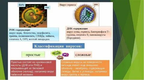 Вирус герпеса рнк