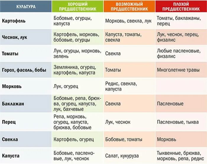 Можно ли садить морковь после моркови. Посадка овощей предшественники таблица. После чего сажать морковь на следующий год. После чего сажать чеснок.