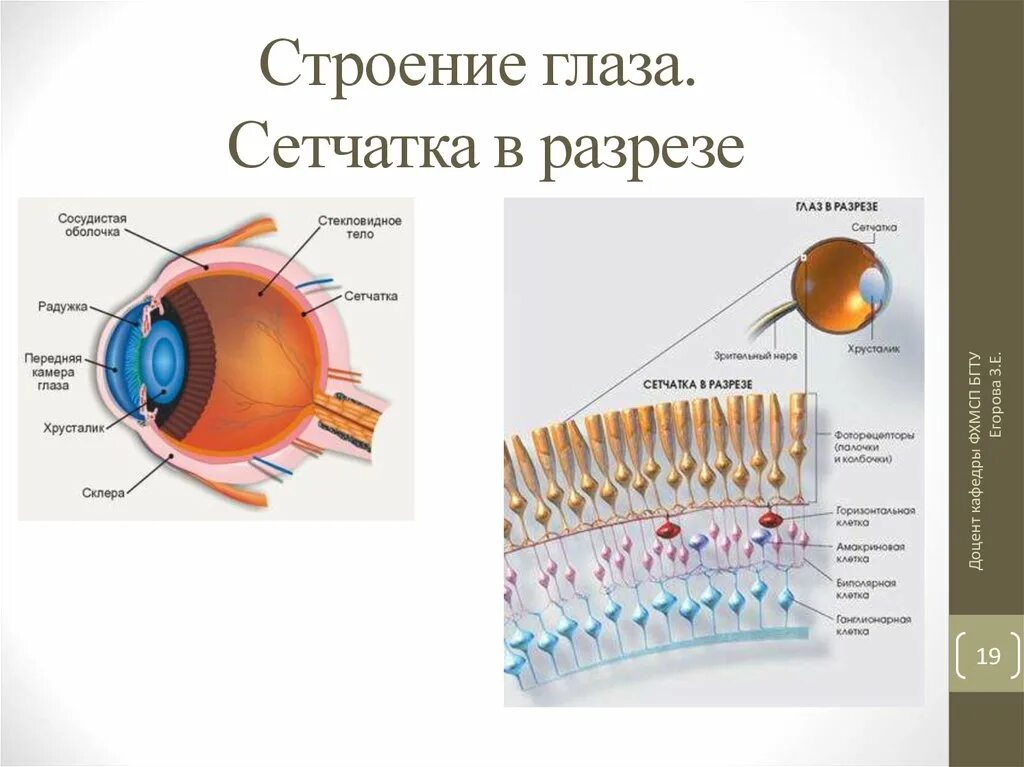 Строение сетчатки глаза слои. Строение сетчатки глаза анатомия. Сетчатка глаза строение и функции. Микроскопическое строение зрительной части сетчатки глаза. Сетчатка относится к