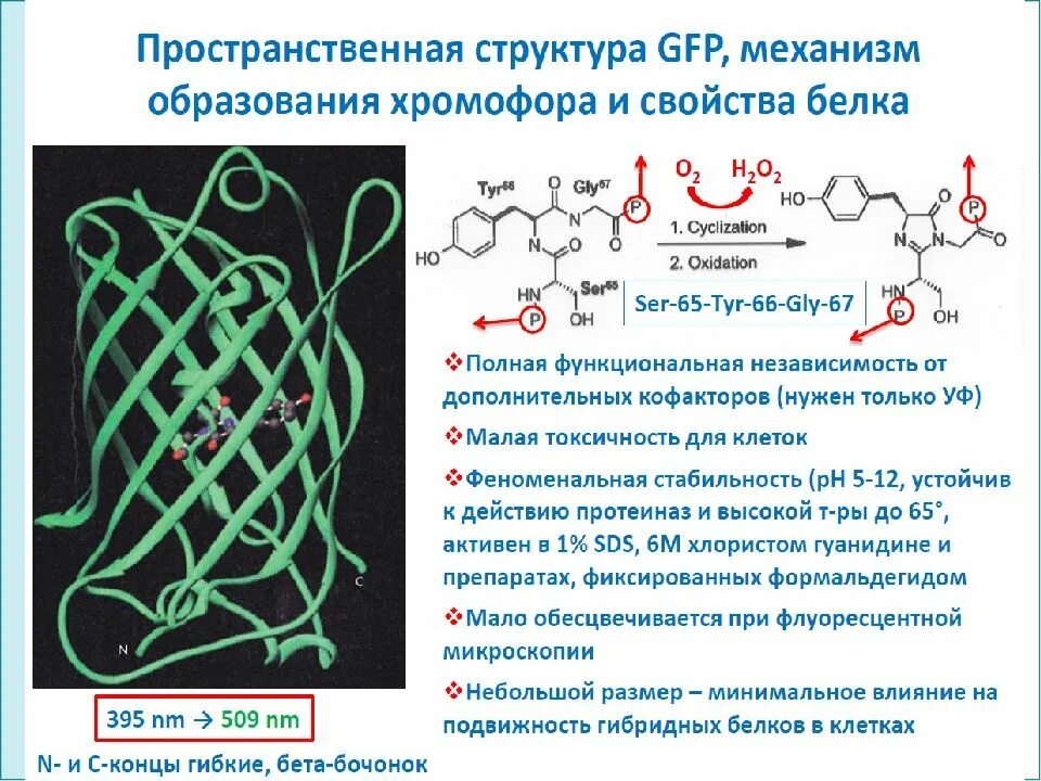 Биохимия и микробиология. Микробиология и биохимия. Хромофоры белков. GFP белок строение. Биохимия и микробиология презентация.