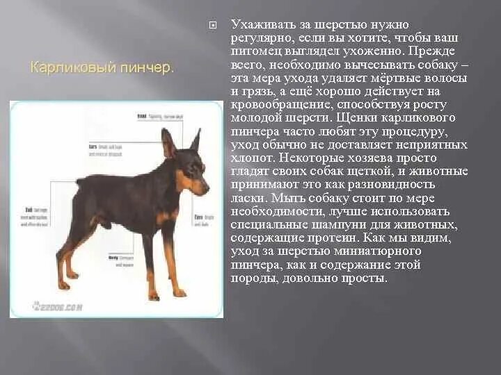 Цвергпинчер описание породы и характеристики. Цвергпинчер описание породы и характеристики. Порода собак доберман-пинчер. Цвергпинчер терьер карликовый. Порода карликовый пинчер.