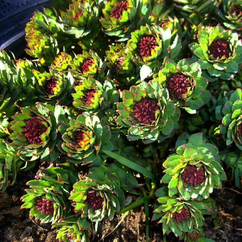 Родиола розовая Rhodiola rosea. Золотой корень Rhodiola rosea. Родиола Арктическая. Родиола четырёхнадрезанная.