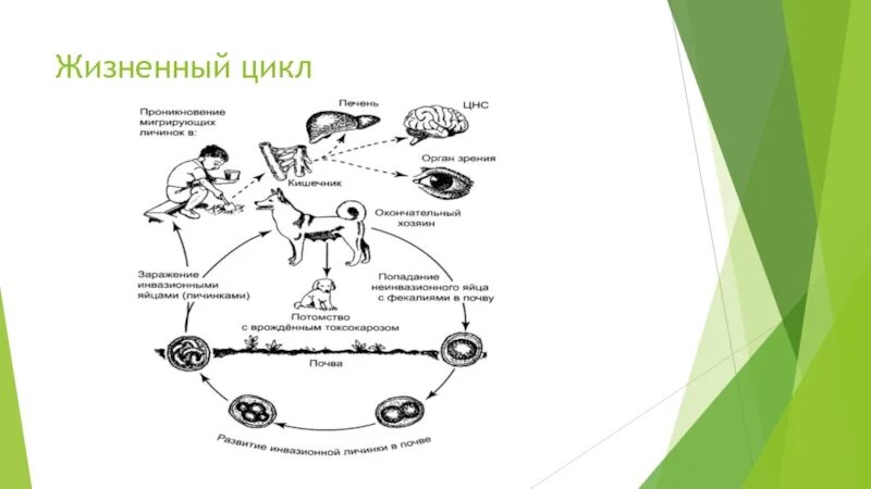 Ленточные жизненный цикл. Схема цикла червя ленточного. Жизненный цикл ленточных червей общая схема. Ленточные черви строение жизненный цикл. Класс ленточные черви жизненный цикл.