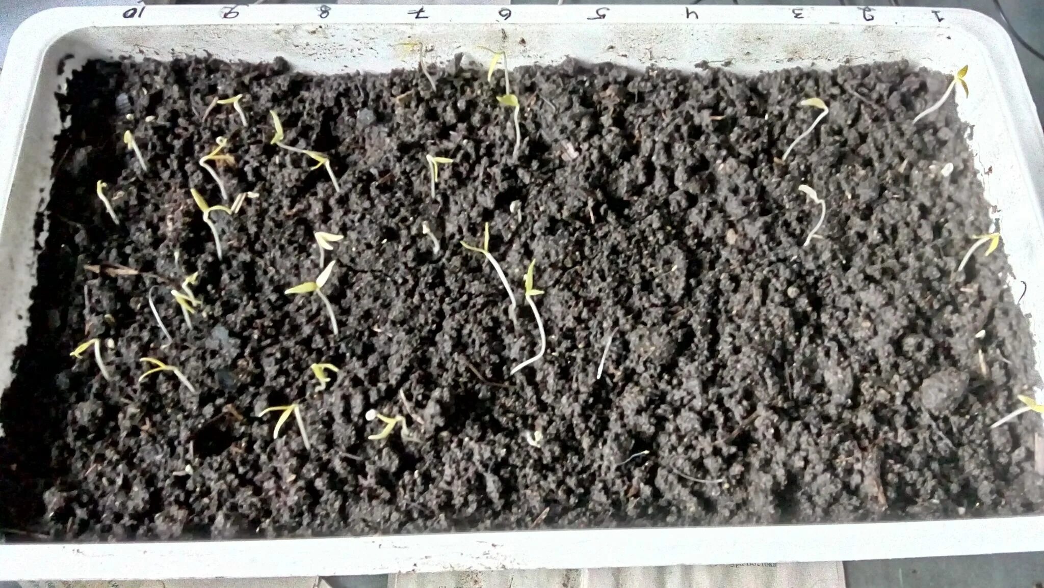 всходы перца. ростки перец рассада. рассада перца всходы. баклажаны рассада всход. перец после всходов.