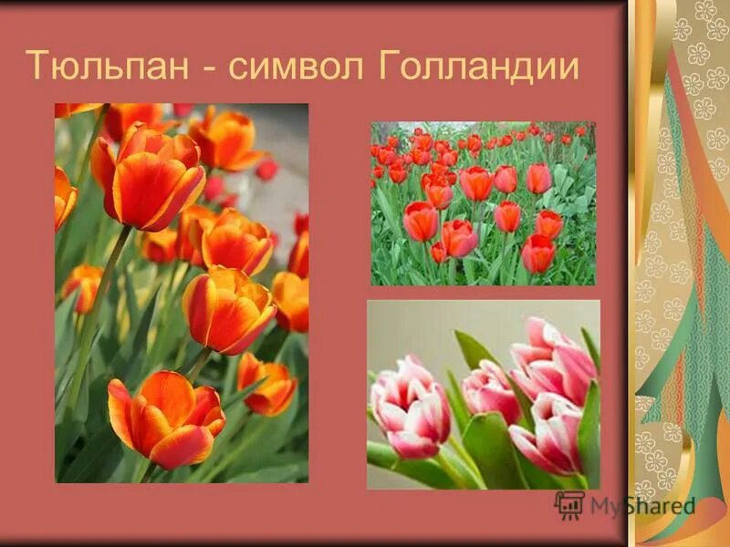 Символ голландии тюльпан. Тюльпан значение цветка. Символ тюльпан значение. Тюльпан символизирует. Тюльпаны символизируют.