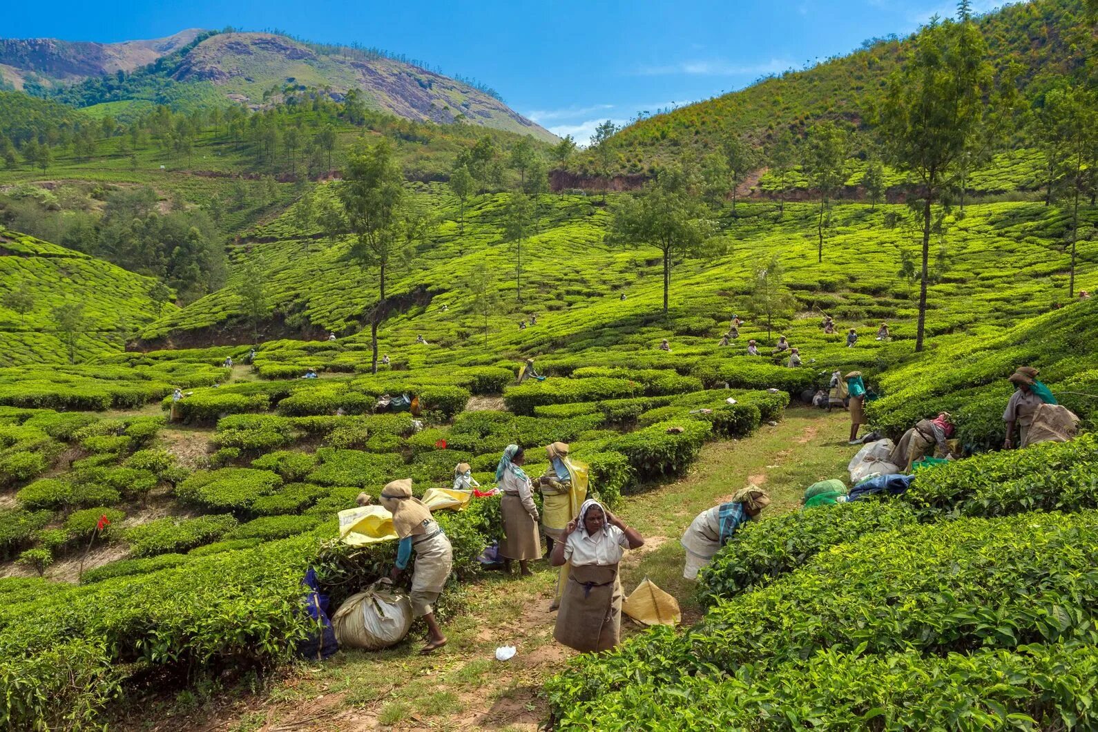Виды плантаций. Чайные плантации Муннар в Южной Индии. Керала Мунар Муннар Индия. Чайные плантации в Индии. Индия чайные плантации Ассам.