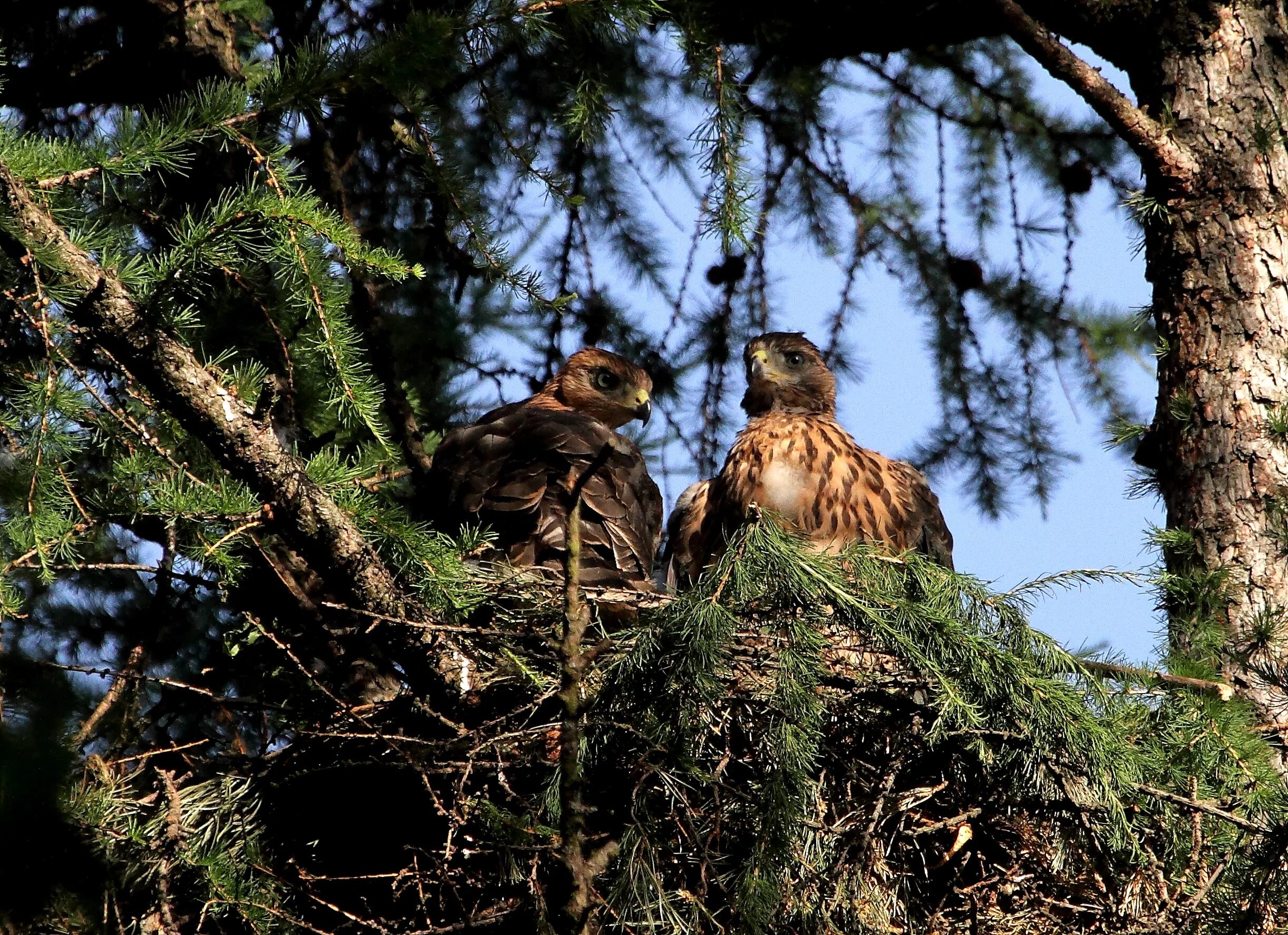 Ястреб-тетеревятник голос. Гнездо ястреба тетеревятника. Тетеревятник средняя полоса россии. Птенец ястреба тетеревятника. Род ястребиные.