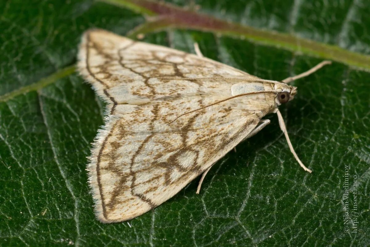 Мучная огнёвка (pyralis farinalis). Огневки виды. Мучная огневка pyralis farinalis l. Огневка бабочка мучная. Огневки виды.