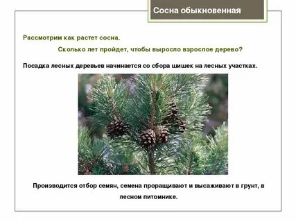 Сосны по отношению к свету