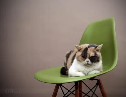 Cat chair