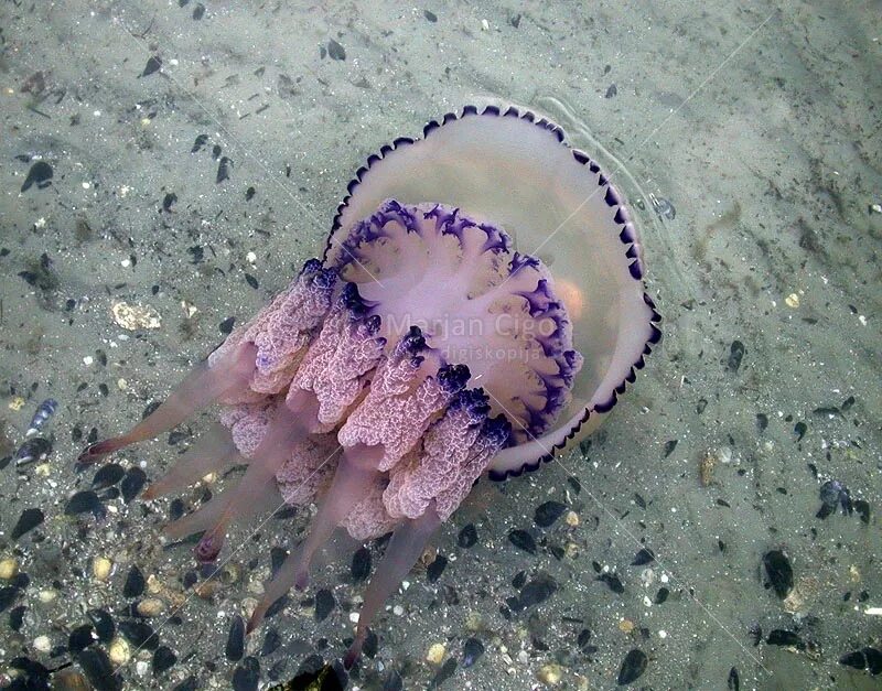 сушеная медуза. вяленые медузы. сушеная медуза. сухая медуза. сухая медуза.