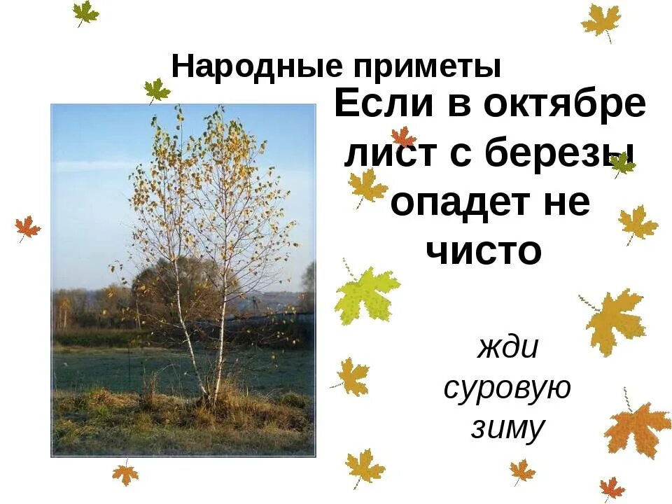 Одинокий лист на ветке. Береза опавшая. Когда опали берёзы. Подчеркнуть согласные опали с берёзы последние листья. Поздняя осень.
