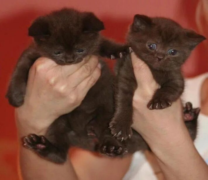 Какие котята рождаются у черной кошки. Шоколадный котенок. Шоколадный вислоухий котенок. Шотландские котята шоколадного цвета. Шотландские котята медвежьего типа.