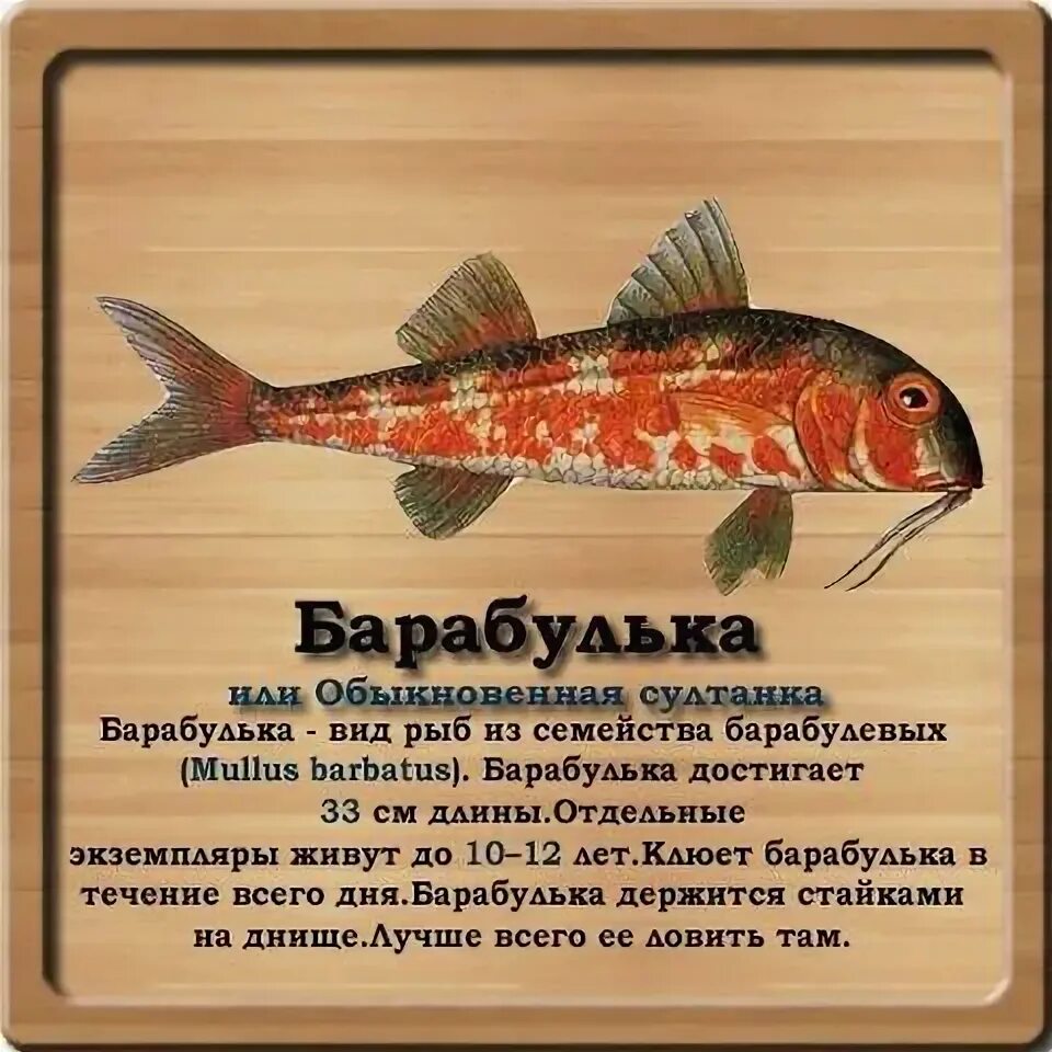 Барабулька океаническая. Барабуля рыба. Морская рыба барабулька. Рыба черного моря барабулька. Барабулька с днем рождения.