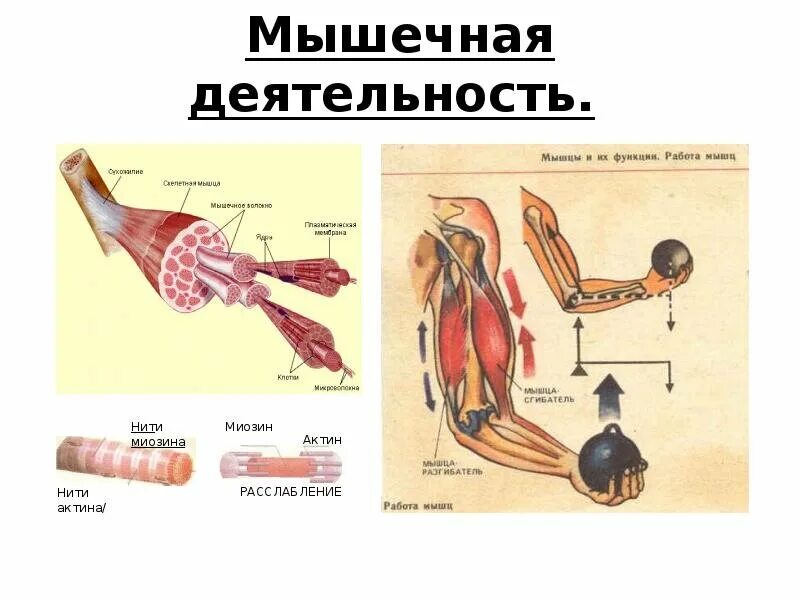 Строение кожно мышечного чувства. Работа мышц. Физиология мышечной деятельности. Типы работы мышц. Работа мышц человека.
