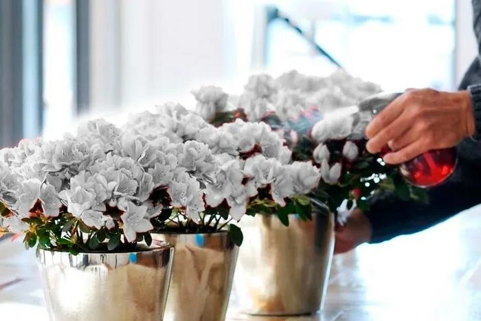 Полив азалии. Рододендрон simsii в горшке розовый. Как поливать азалию. Как часто поливать азалию. Как часто поливать азалию.