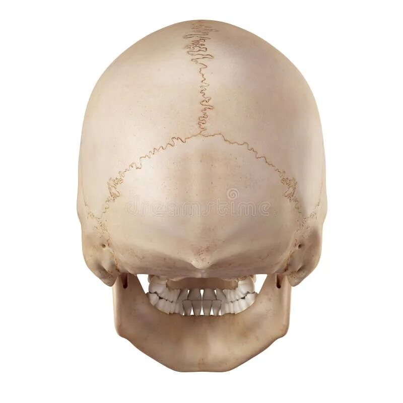 Задние кости черепа. Задняя часть черепа. Череп затылок анатомия.